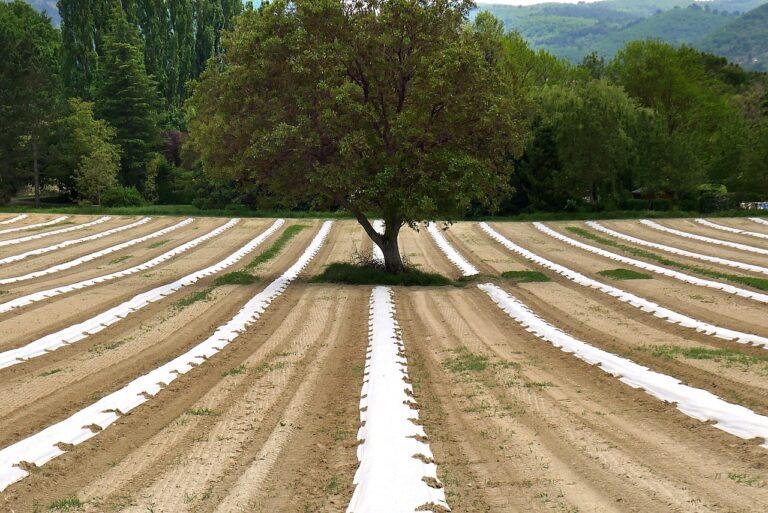 Colère des agriculteurs : qu’est-ce que l’agroécologie ?