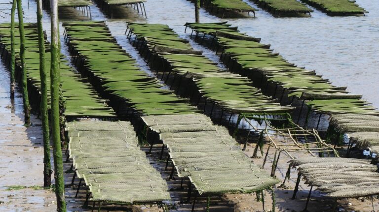 Huîtres interdites : les producteurs d’Arcachon soutenus par l’État