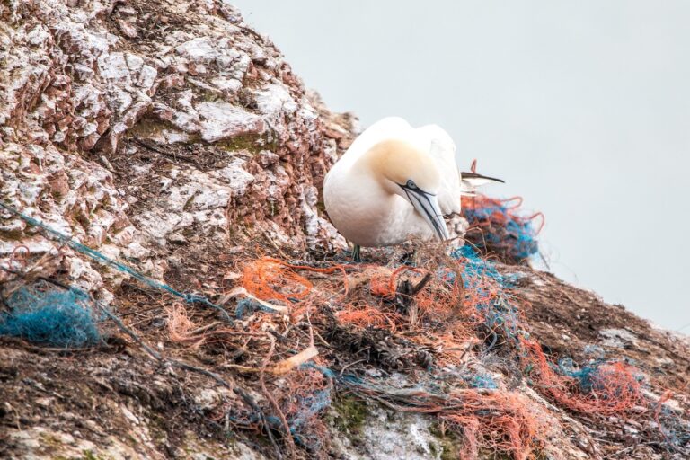 Fous de Bassan en Bretagne : les déchets plastiques menacent l’unique colonie française