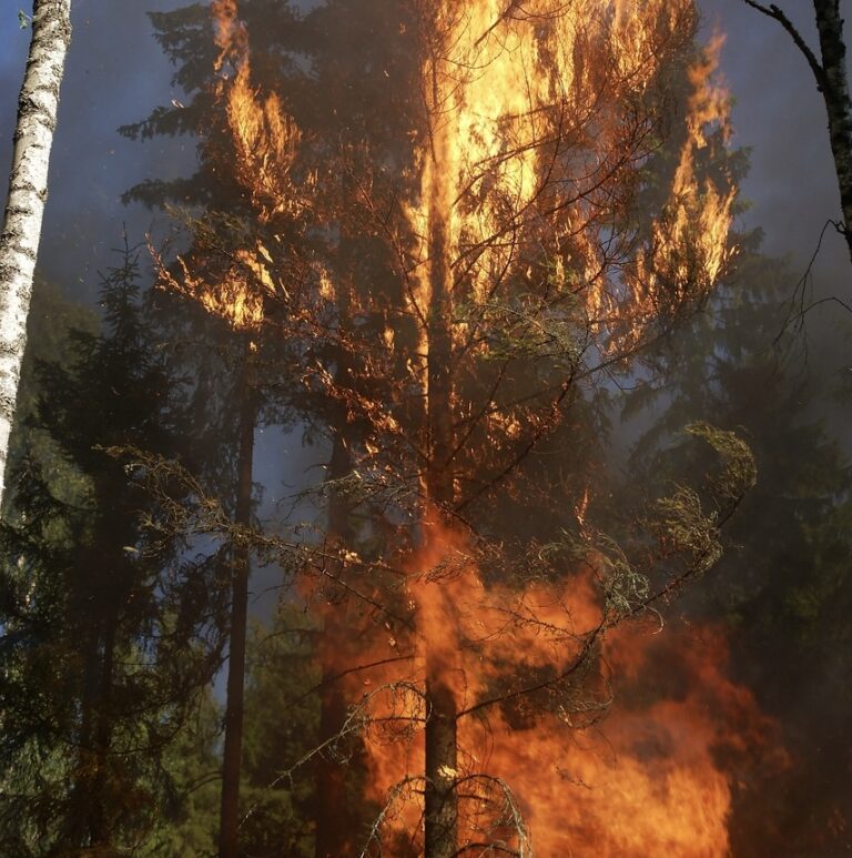 Feux de forêts meurtriers : retour sur les tragédies du XXIe siècle