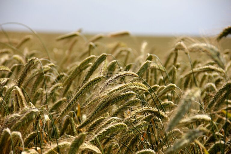 Agriculture : la France veut simplifier les procédures de la Politique agricole commune (PAC)