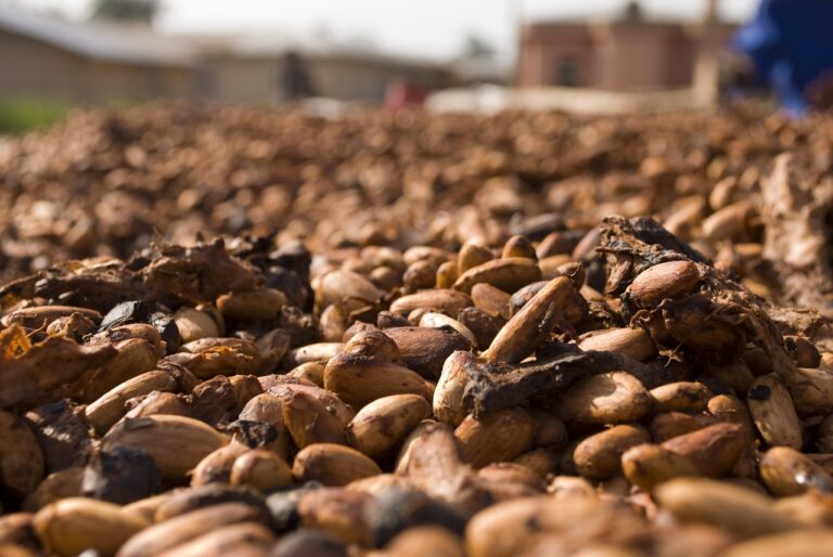 Cacao à 10 000 dollars : les chocolatiers de Pâques récoltent une fève amère cette année