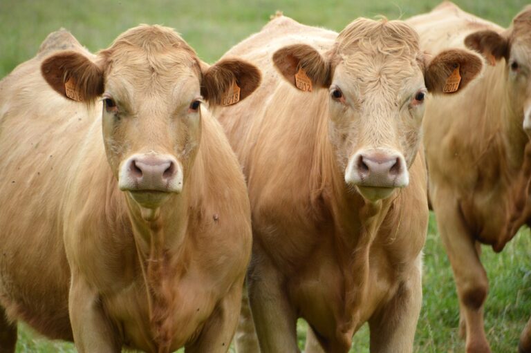 Climat : les gaz à effet de serre peuvent être réduits dans les élevages bovins