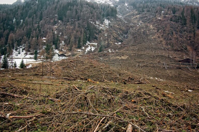 Europe: un texte pour interdire les importations de produits issus de la déforestation