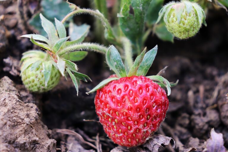 Burkina Faso : la fraise, considérée comme l’ »or rouge » des producteurs