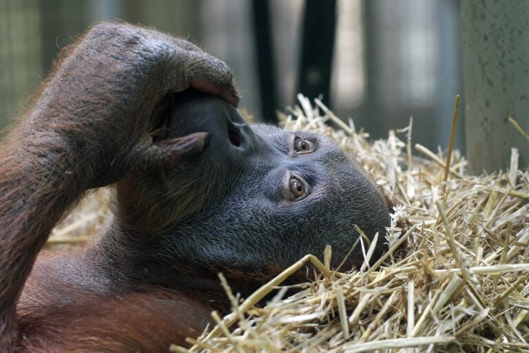 Première observation d’utilisation d’un pansement par un primate en liberté