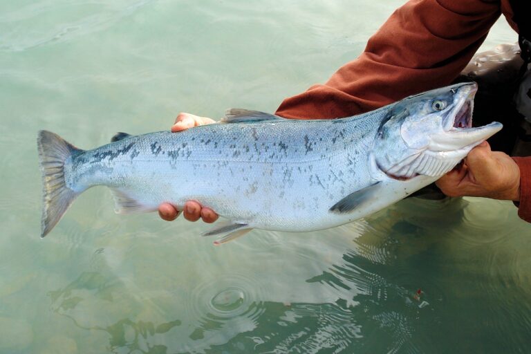 Santé: avec une mortalité record, le saumon Norvégien est-il sain?