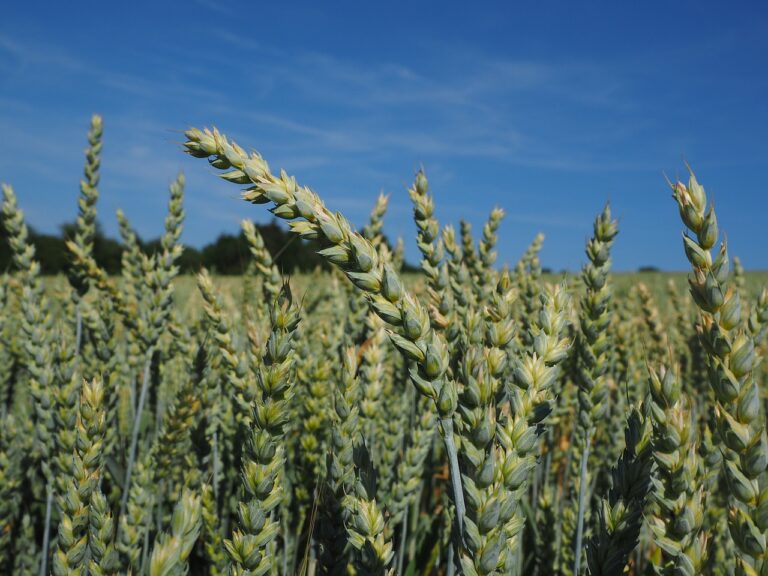 Semences céréalières résilientes à la sécheresse : un espoir pour l’agriculture marocaine