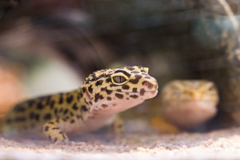 La Nouvelle-Calédonie : Menace urgente sur des espèces uniques