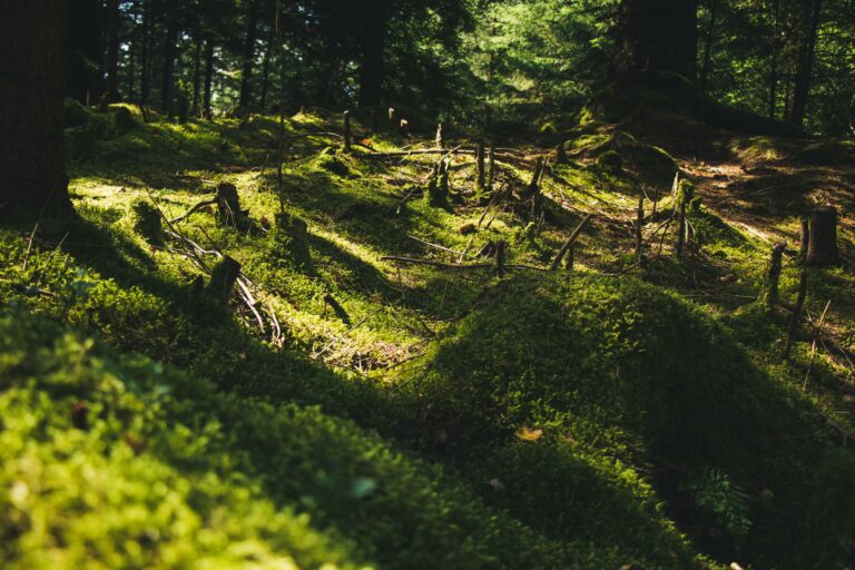 Sous le masque de la déforestation, l’héritage colonial persiste